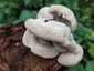 Borostás egyrétűtapló (Trametes hirsuta), Budai-hegység